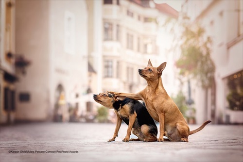 Comedy Pet Photography Awards