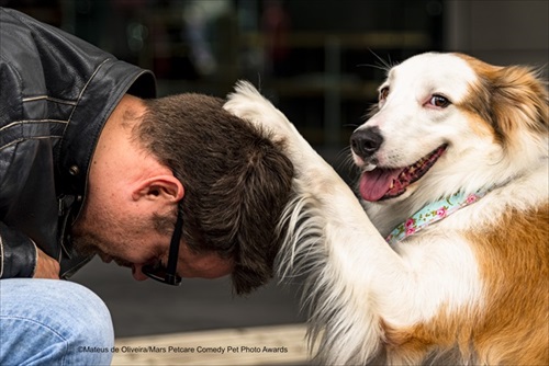 Comedy Pet Photography Awards