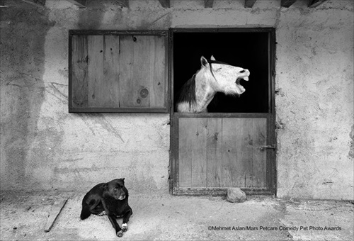 Comedy Pet Photography Awards