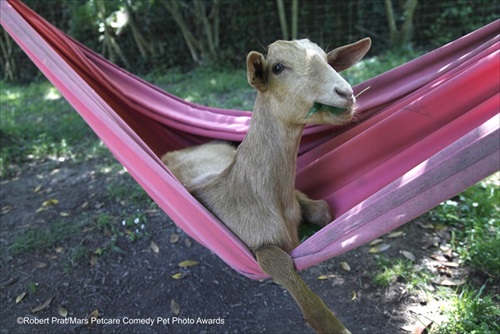 Comedy Pet Photography Awards