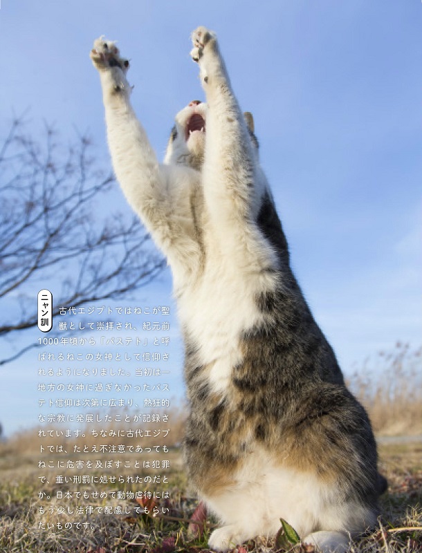 面白ポーズの猫が笑いと健康を誘う 自由気ままな猫が届ける健康指南書 ニャン生訓 が心に響く ねとらぼ