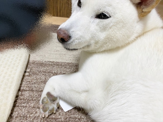 さっぱりしたワン 肉球周りの毛をカット ごほうびをもらった白柴さん ごきげんな表情に ねとらぼ