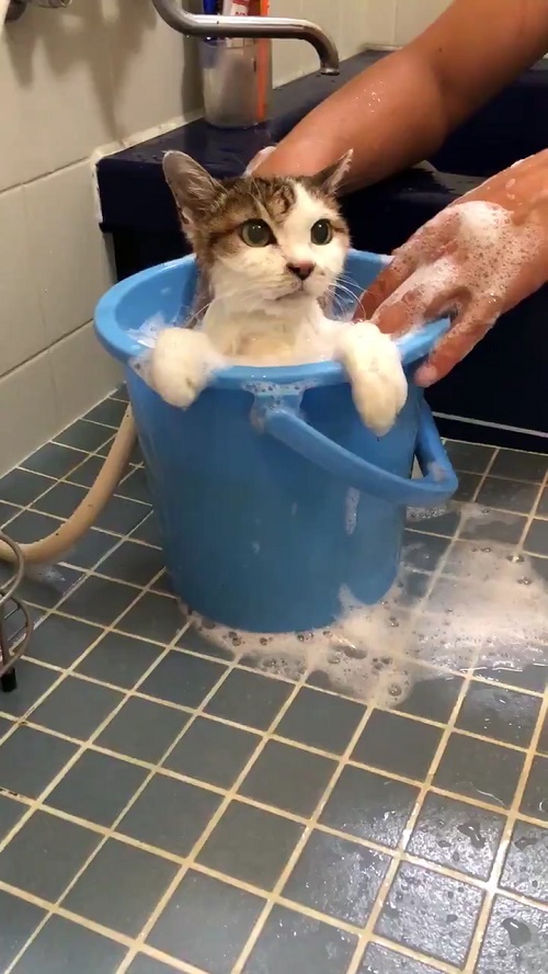 おばあちゃん猫「いい湯だニャ」 あわ風呂につかる猫ちゃんがお利口