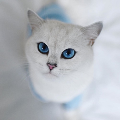 まるで絵画 青い瞳と真っ白な毛並みが美しい猫 コビー が人々を魅了する 1 2 ページ ねとらぼ
