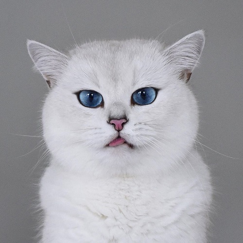まるで絵画 青い瞳と真っ白な毛並みが美しい猫 コビー が人々を魅了する 1 2 ねとらぼ