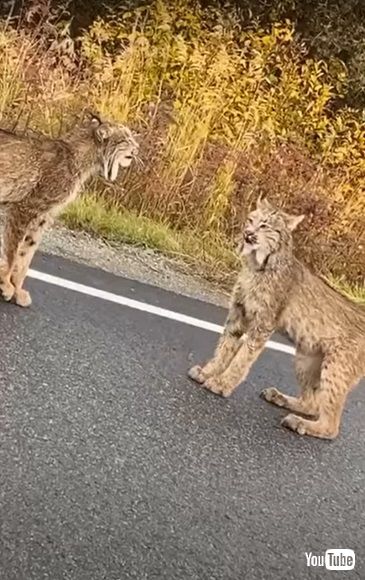 重い一撃からの仁王立ち カナダオオヤマネコのストリートファイトがさすがの迫力 1 2 ページ ねとらぼ