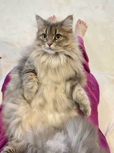 半年 成長 猫 サイベリアン ビフォーアフター