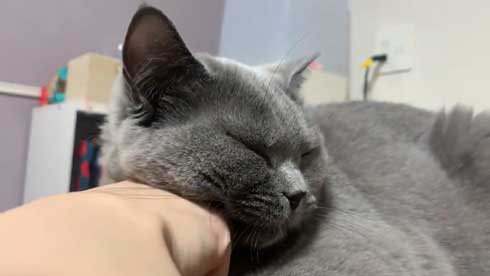 ほっぺ こぼれおちそう 猫 あふれる プニプニ かわいい 寝顔