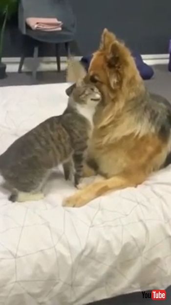 Cat Beats Up Dog