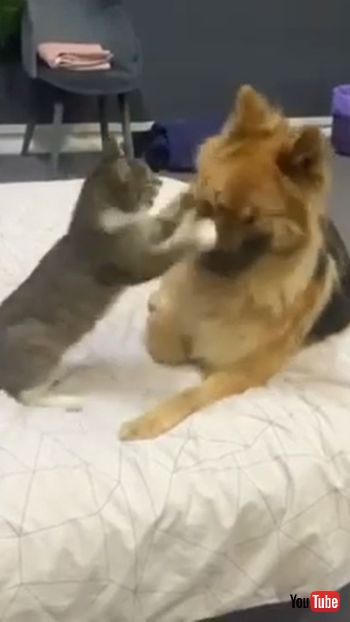Cat Beats Up Dog
