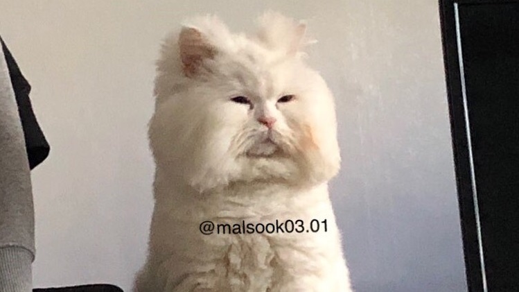 モサモサ頭の猫ちゃん 哀愁漂う表情に かわいい 飲みすぎた次の日の私だ と注目が集まる 1 2 ページ ねとらぼ