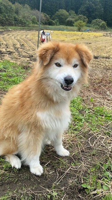 不満げイッヌがごきげんになるビフォーアフターが最高！ 田んぼで遊んだ犬さんの満足フェイスをごらんあれ - ねとらぼ