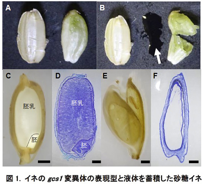 お米の代わりに砂糖水を生む 砂糖イネ 爆誕 名古屋大学などが開発 第3の製糖植物 目指す ねとらぼ