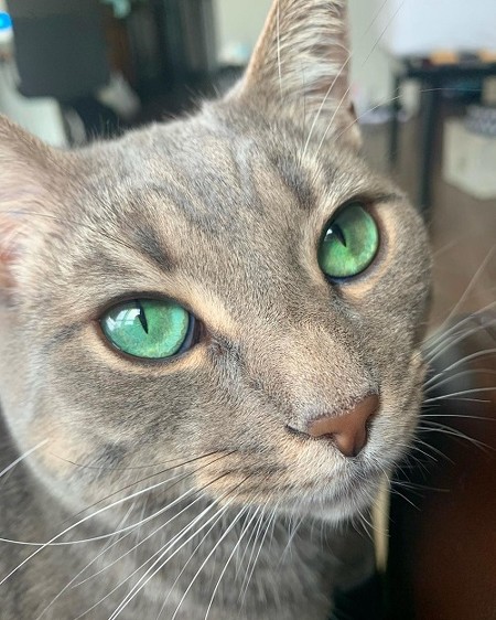 まるで宝石のよう エメラルドグリーンの瞳を持つ猫さまが神秘的で美しい 1 2 ページ ねとらぼ