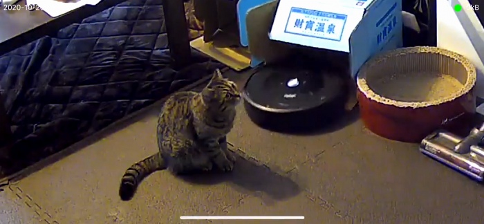 ルンバ 動けません と連絡 犯人は猫ちゃんだった 猫vsルンバの負けられない戦いがかわいい ねとらぼ