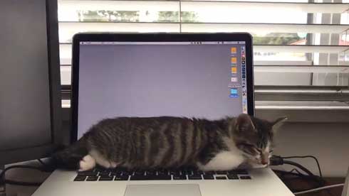 猫の呼吸 画面 切り替わる PC パソコン お昼寝 スリープ