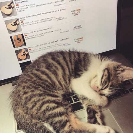 猫の呼吸 画面 切り替わる PC パソコン お昼寝 スリープ