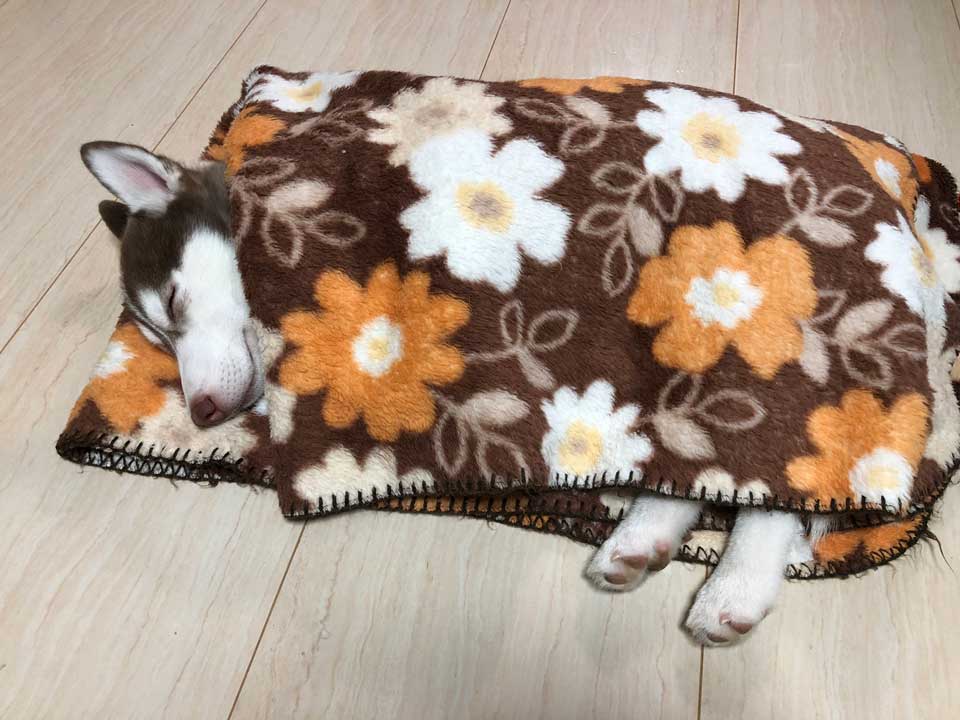 シベリアンハスキーの子犬 オフトゥンを理解する お布団でぬくぬくして スヤァ と眠る姿が幸せそう ねとらぼ