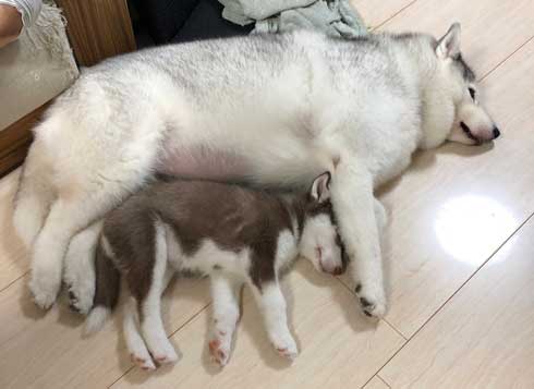 シベリアンハスキーの子犬 オフトゥンを理解する お布団でぬくぬくして スヤァ と眠る姿が幸せそう ねとらぼ