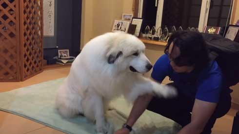 ダウンロード済み ピレニーズ 白い 大きい 犬 グレート ピレニーズ 白い 大きい 犬 ドラゴンボールz アニメ画像