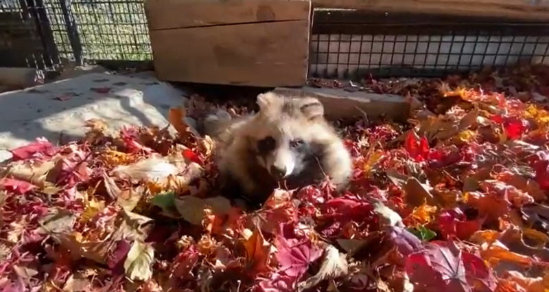 紅葉に埋もれてくつろぐタヌキたちがかわいい モフモフもっちりな姿が癒やしにあふれている ねとらぼ