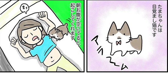 まぶたなくなる 腹ぺこの猫ちゃん 飼い主の起こし方がとても過激で 強烈な 目覚まし猫 漫画が面白い 1 2 ページ ねとらぼ