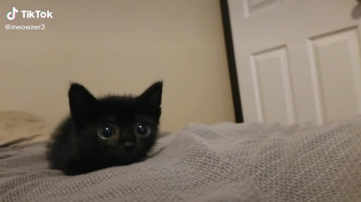 まんまるおめめの子猫がおしりフリフリ ぬいぐるみみたいな黒猫が