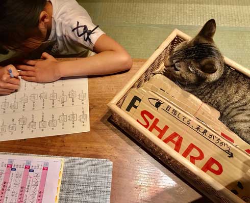 息子 宿題 見守る 猫 お絵描き