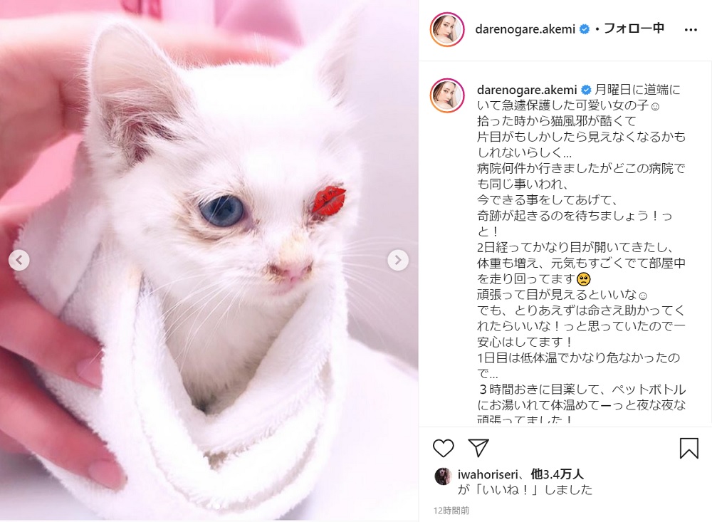 かなり目が開いてきた ダレノガレ明美 保護した 片目 にダメージ負った子猫の奇跡的回復伝える 1 2 ページ ねとらぼ