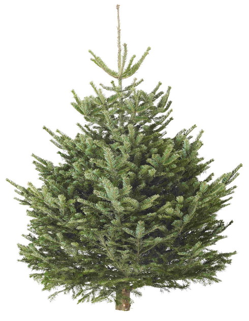 イケアの 生木のクリスマスツリー が今年もやってくる 11月19日に販売スタートです ねとらぼ
