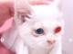 「かなり目が開いてきた」　ダレノガレ明美、保護した“片目”にダメージ負った子猫の奇跡的回復伝える