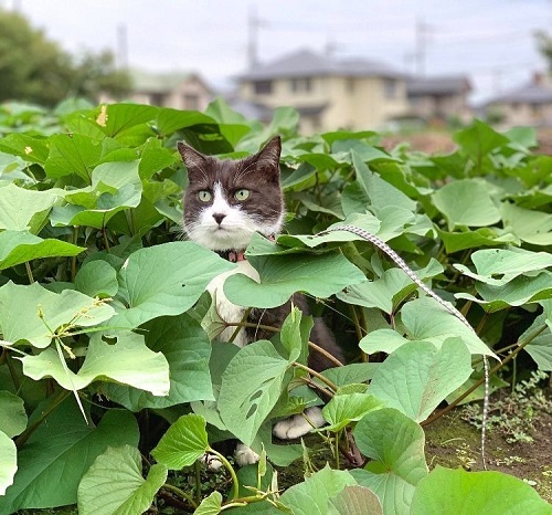 冬本番 ネコちゃんの寒さ対策 3つのポイント ねとらぼ