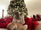 ゴージャス＆デカい！　浜崎あゆみ、自宅にそびえ立つ特大クリスマスツリーを公開「家の中も外も煌びやか」
