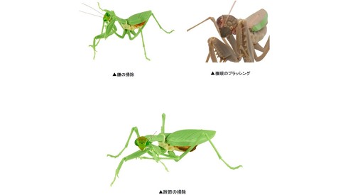 バンダイのガシャポン いきもの図鑑 から新作登場 オオカマキリの鎌の刺やおなかも超リアル ねとらぼ