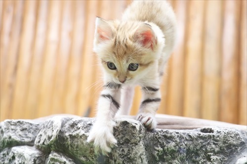 砂漠の天使 スナネコ の写真集 那須 神戸どうぶつ王国で誕生した赤ちゃんの成長記録を1冊に ねとらぼ