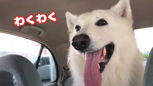 犬 病院いやだよ でかもふワンコを強制連行 飼い主さんとの攻防が笑っちゃうかわいさ ねとらぼ