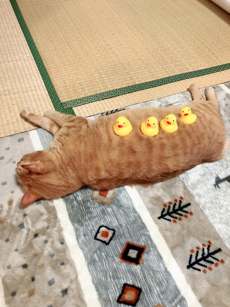 猫 ぽっかぽか最高ニャ ホットカーペットがあれば何でも許してくれる猫ちゃんがかわいい ねとらぼ