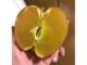 蜜です　芯まで黄金色の“100％蜜りんご”発見、めちゃくちゃ甘そうで甘くない珍品にネット騒然