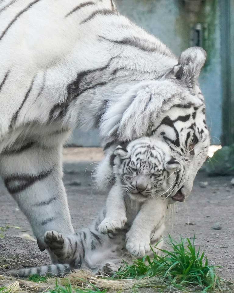 ホワイトタイガーの赤ちゃん 母親にくわえられると途端に無抵抗になる姿がかわいい ねとらぼ
