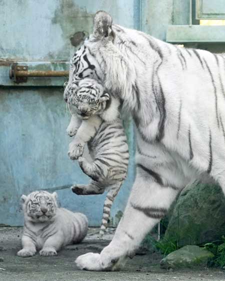 ホワイトタイガーの赤ちゃん 母親にくわえられると途端に無抵抗になる姿がかわいい ねとらぼ