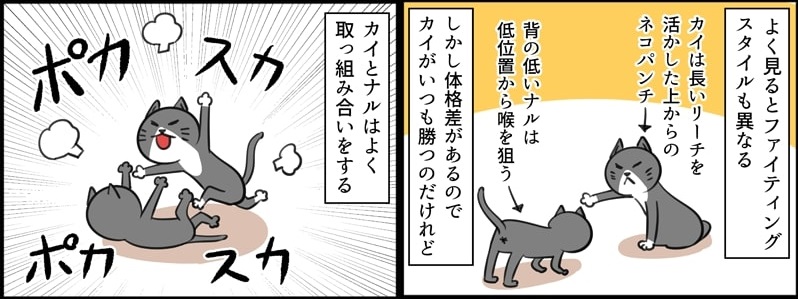 きょうだいげんかをする猫たちの勝敗が逆転 いつも負けていた猫が勝つようになった理由は ねとらぼ