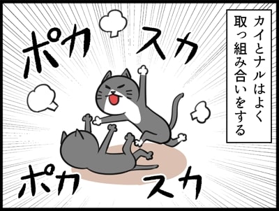 きょうだいげんかをする猫たちの勝敗が逆転 いつも負けていた猫が勝つようになった理由は ねとらぼ