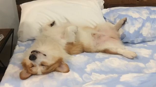 ヘソ天で熟睡するコーギー 飼い主が起こしても眠り続ける頑固な寝顔がいとおしい 1 2 ページ ねとらぼ