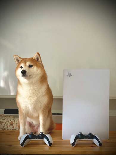 PS5 柴犬 大きさ 同じ 比較 かわいい
