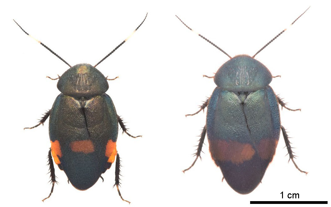 ゴキブリ新種 国内で35年ぶり発見 美しい金属光沢を持つ ルリゴキブリ属 の2種 ねとらぼ