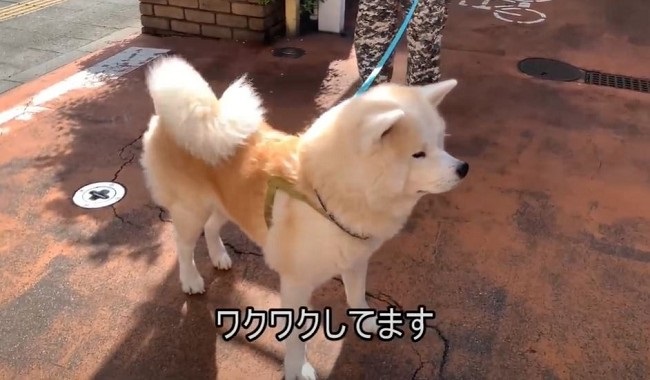 秋田犬 大好きな獣医師さんに会える ちがう人だ しょんぼり 落ち込むデカモフわんこがかわいい ねとらぼ