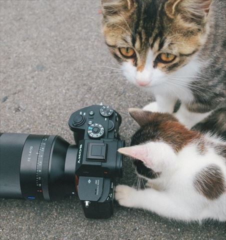 リアル岩合さん すごいニャンコがあらわれた ファインダーをのぞく子猫カメラマンに才能があふれている ねとらぼ