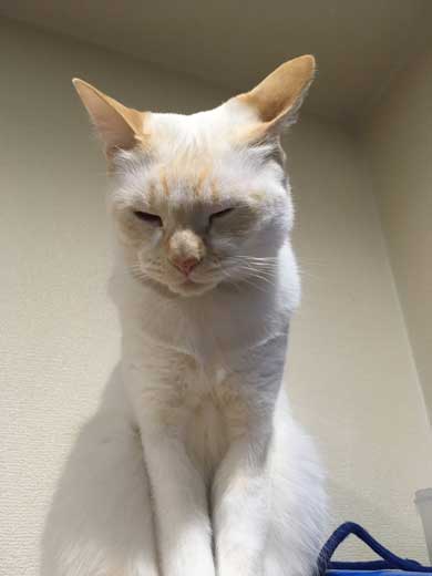 ラップの芯越し 猫 写真 弟子 亡き師匠を偲んで見上げた夜空 アイリスアウト 全日本失敗写真協会