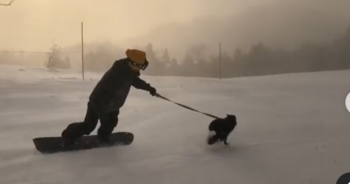 そんな散歩見たことないぞ 野村周平 犬ぞりスタイルのスノボーに愛犬大喜び 広瀬すず かわいいわんこ 1 2 ページ ねとらぼ