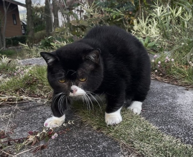 猫と熊の木彫りのハーフで間違いない もふもふで貫禄たっぷりな猫さまの 無の表情 がたまらない ねとらぼ